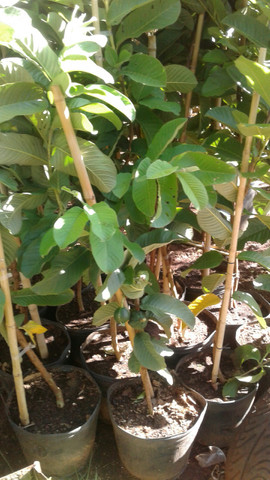 limão galego, siciliano, taiti, pokan, jabuticaba,goiaba produzindo- grama, podas, pomar - Foto 5
