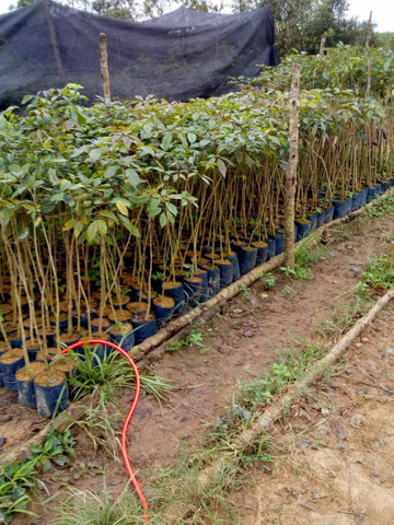 Mudas nativas - Foto 4