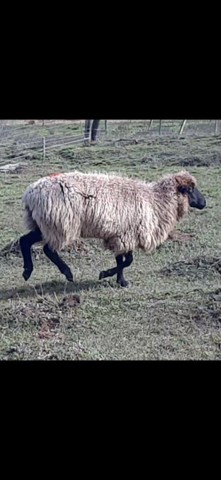 6 ovelhas penhas - Foto 2