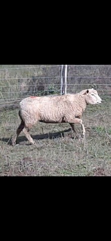 6 ovelhas penhas - Foto 6