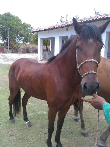 Vendo ou troco um cavalo de 4 anos e uma polda de 2 anos.