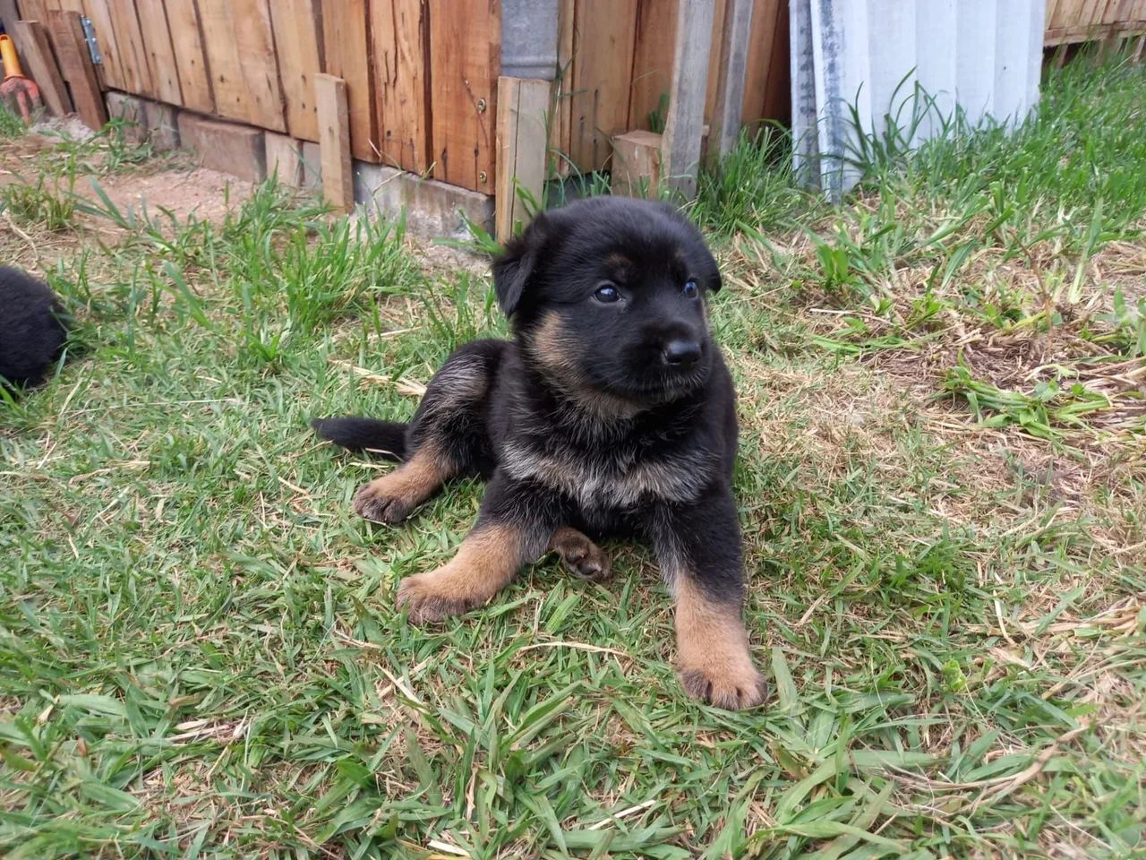 Filhotes Pastor Alemão - Foto 3