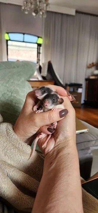 Twisters Dumbo - Foto 3