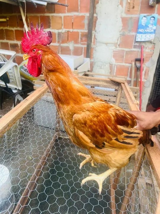 Frangos NovoGem Brown  - Foto 2