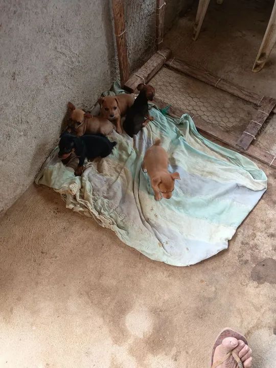 Vende-se cachorro pinscher número um - Foto 2
