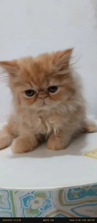 Persas filhotes a pronta entrega..  ...l - Foto 4