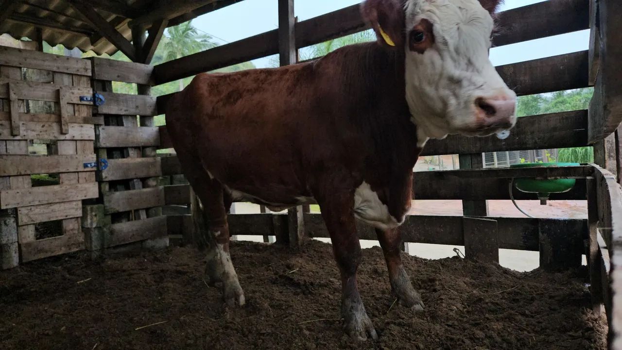  Disponivel  Novilha Brasfort  - Foto 3