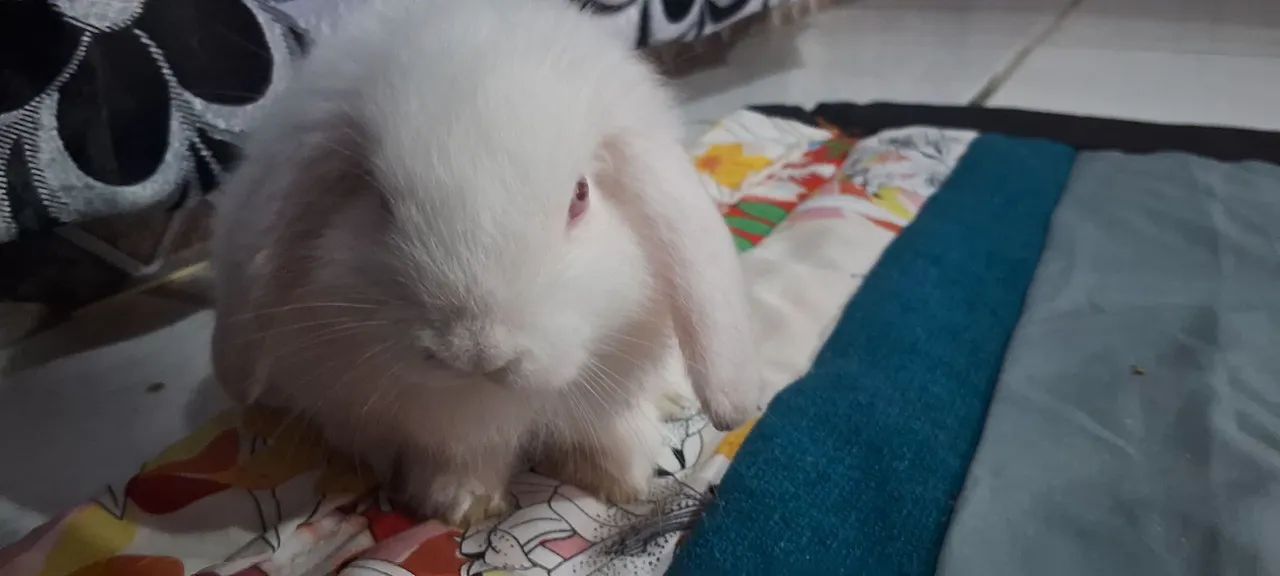 Coelho lop Mini  - Foto 2