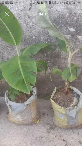 2 Mudas bananeira