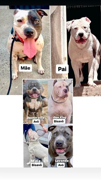 FILHOTE PIT MONSTER DE PROCEDÊNCIA PREÇO DE OCASIÃO