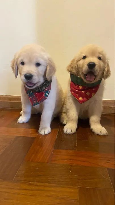 Filhotes Golden Retriever - Foto 3