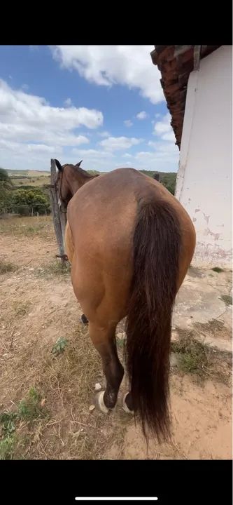 Cavalo macio  - Foto 3