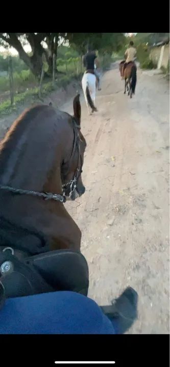 Cavalo manga larga + mangalarga paulista .  - Foto 6