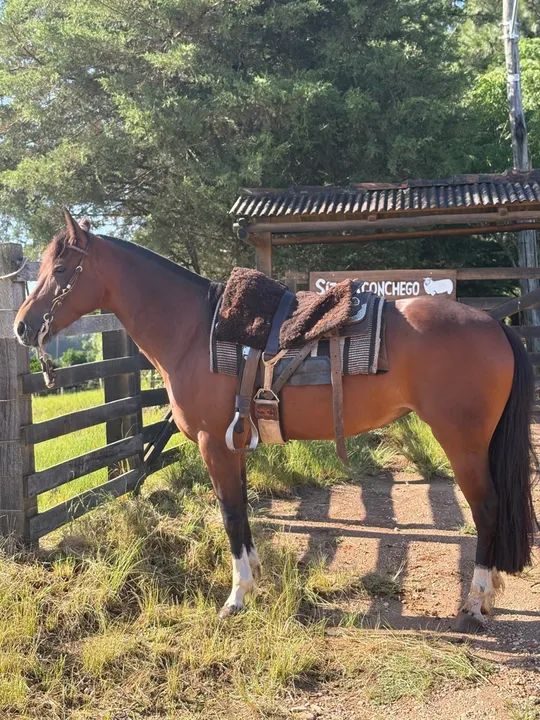 Égua craque de laço - Foto 2