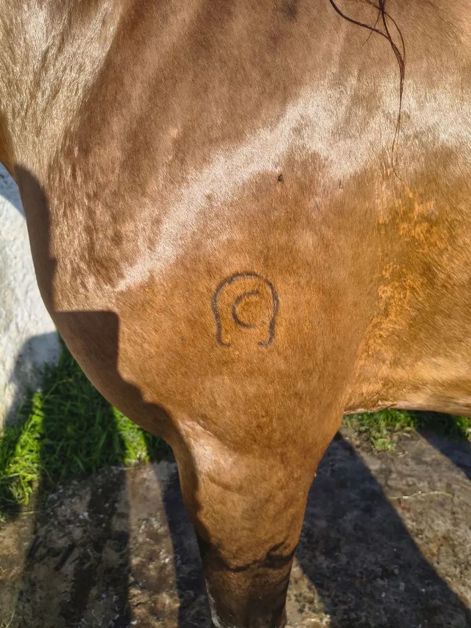 Cavalo Baio de Picado  - Foto 4