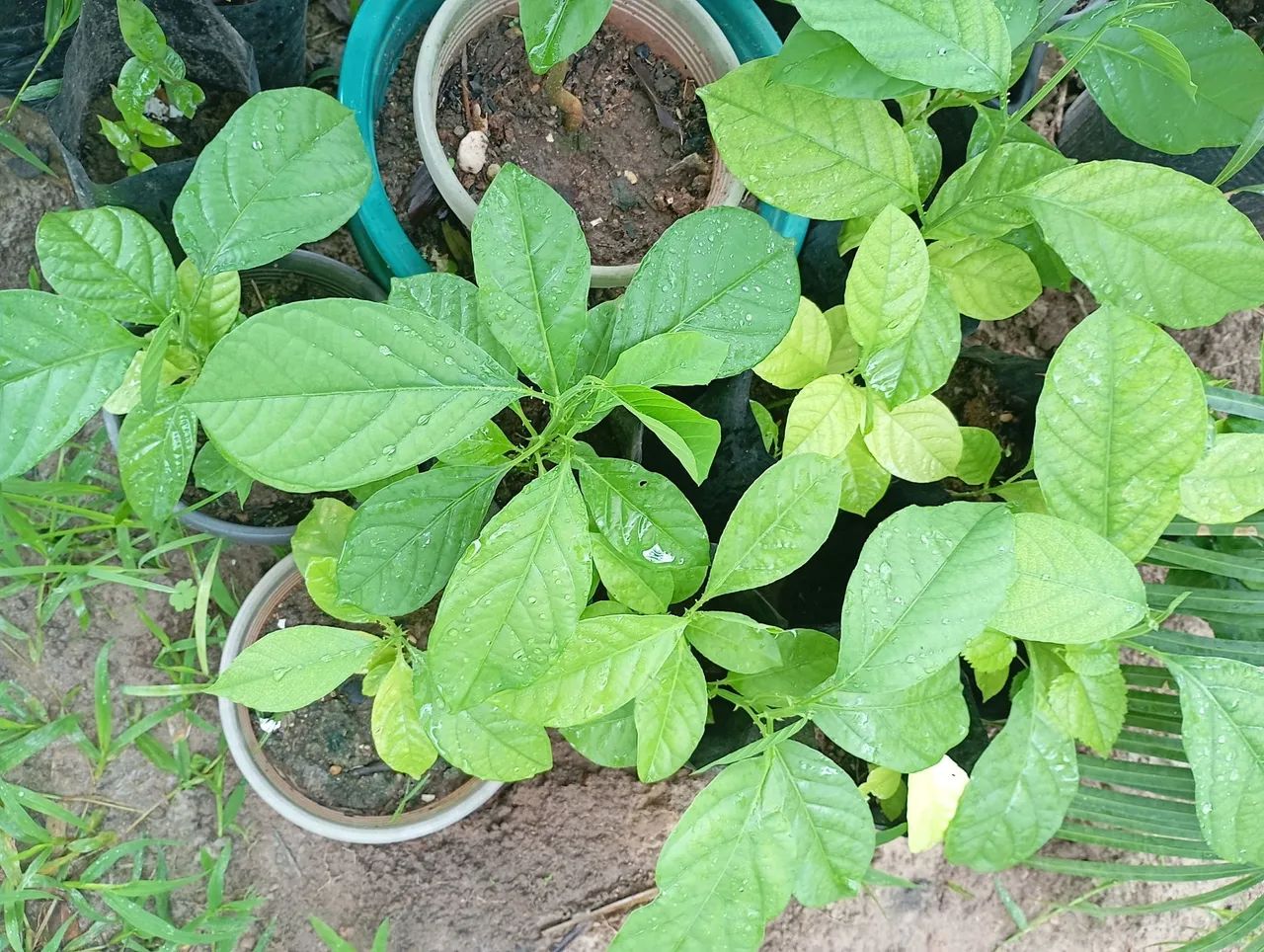 Mudas de maracujá doce amarelo - Foto 4