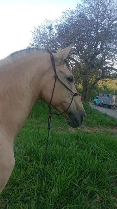 Cavalo Marchador . - Foto 6