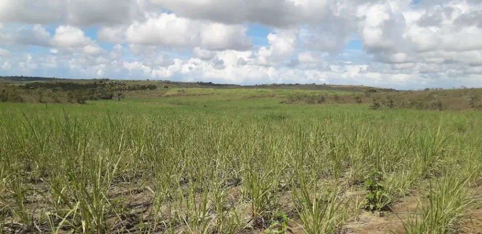 Terreno a venda imperdivel - Foto 4