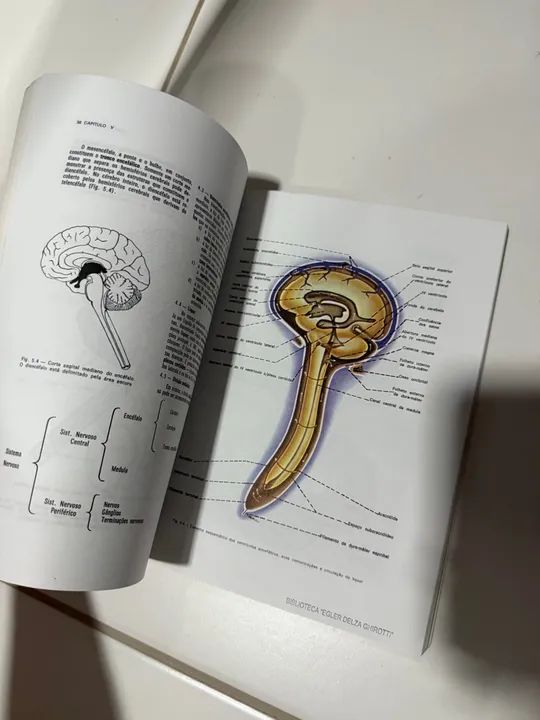 Anatomia Humana Básica - Dangelo e Fattini - 2ª edição - Foto 5