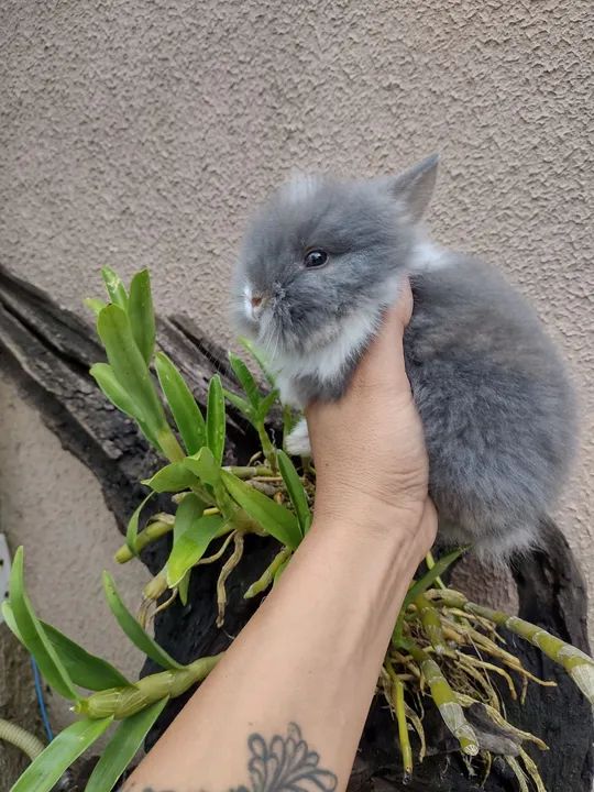 Mini Lion alto padrão  - Foto 3