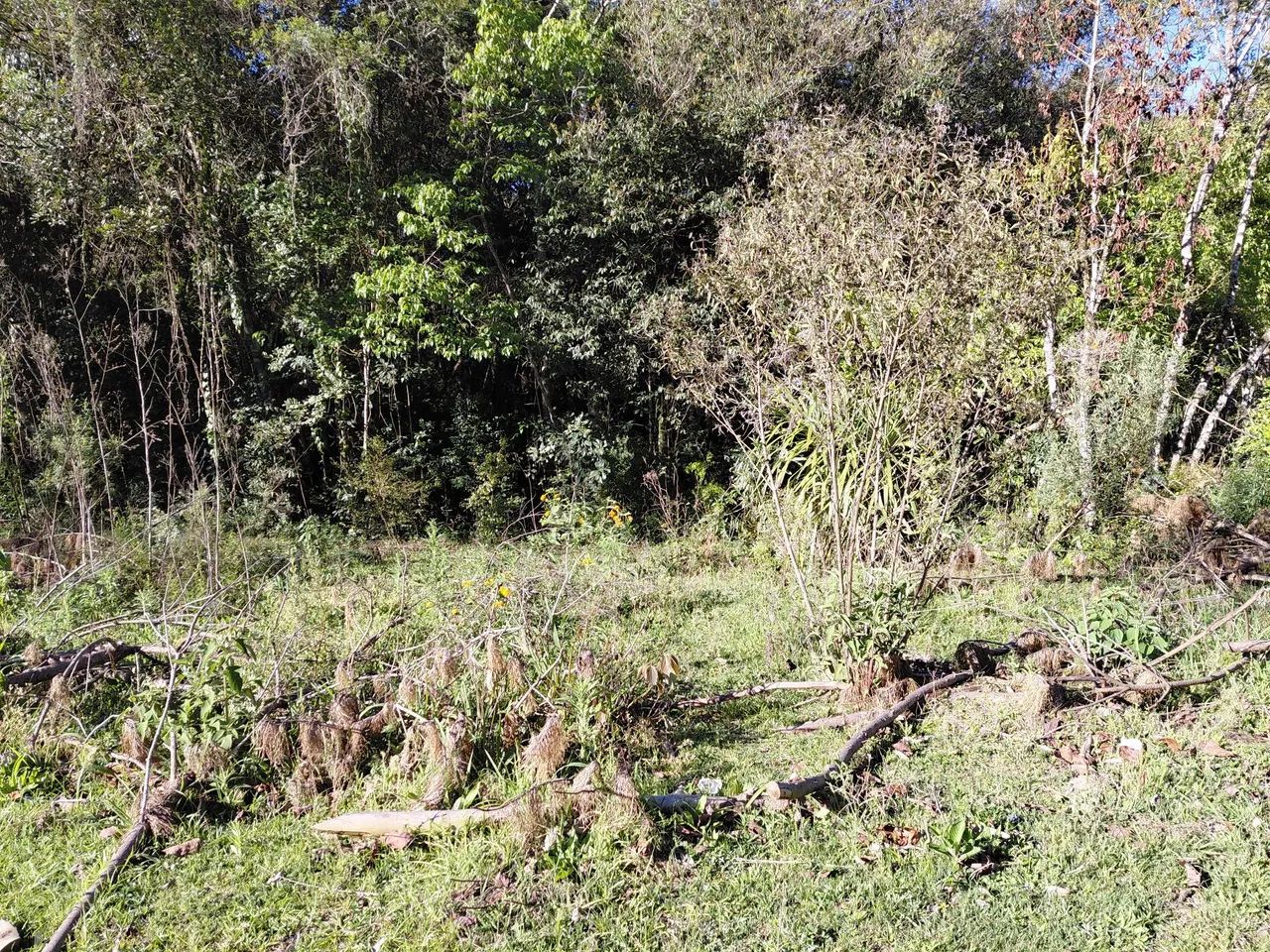 Sítio  lagoa  Verde.  - Foto 4