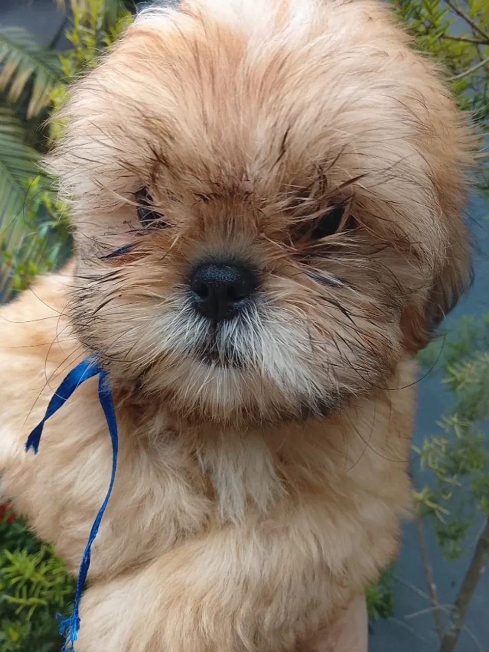 Filhotes de Shih Tzu Porte Pequeno lindos e carinhosos , vacinados e com pedigree  - Foto 6