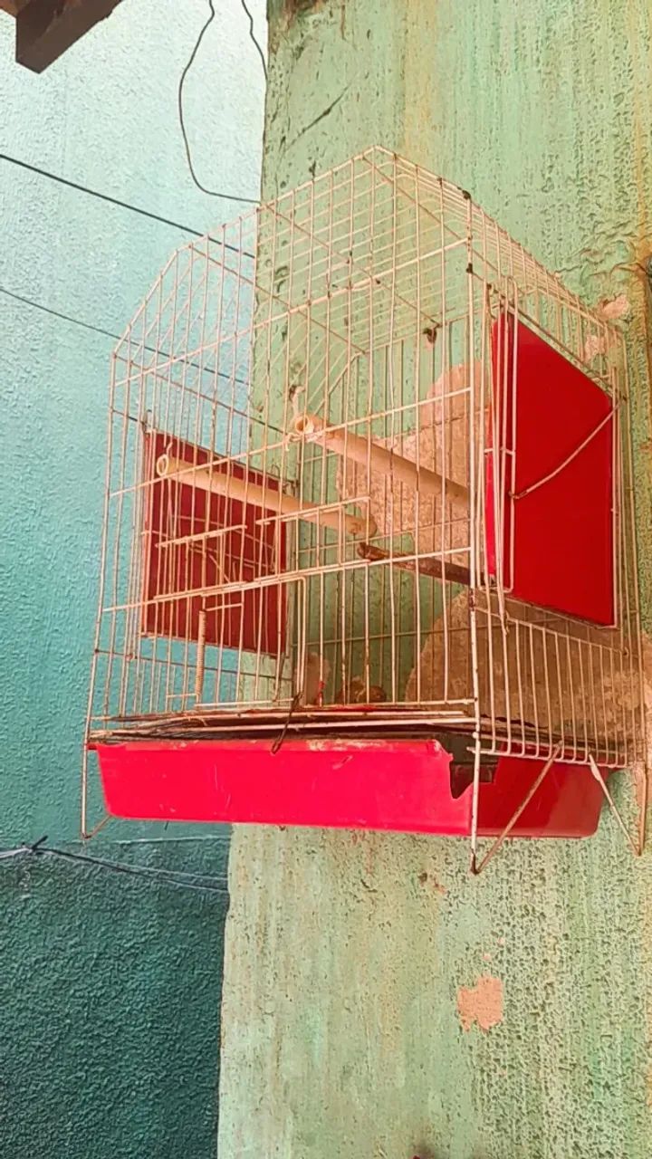 Gaiola 64314061829250120