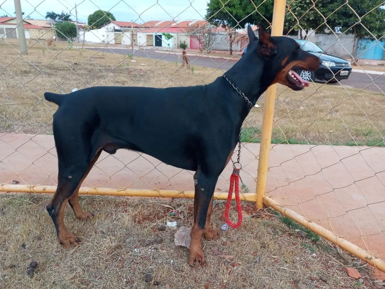 Doberman macho - Foto 2