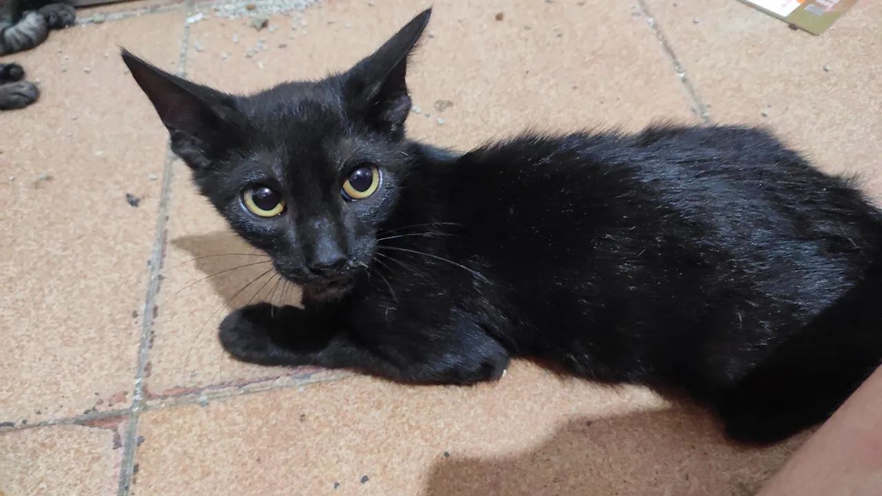 Doação de gato filhote