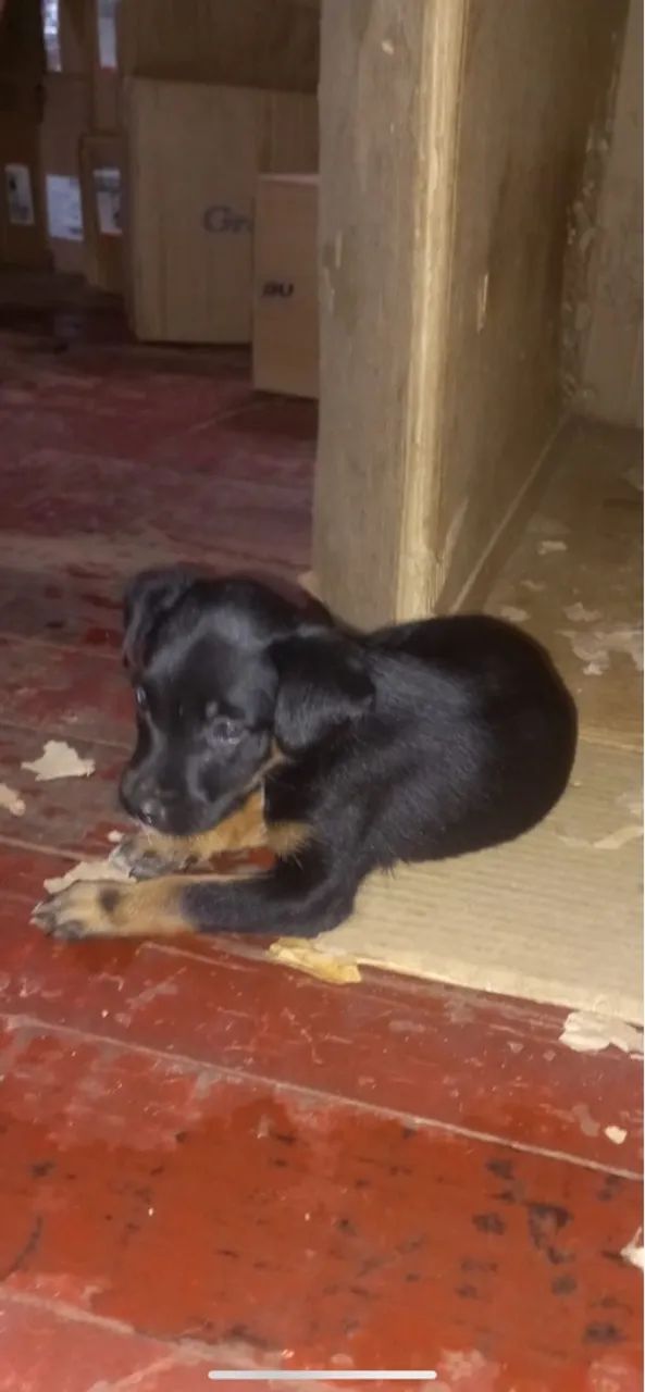 Doação de Cachorros novos  - Foto 4