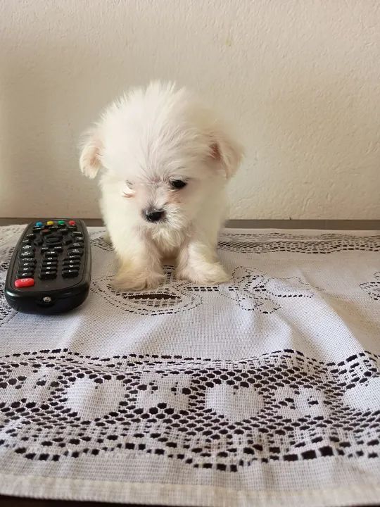 Filhote fêmea Maltês MICRO " minúscula "<br> - Foto 4