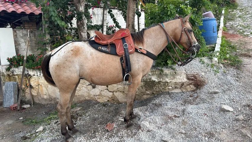 Égua quarto de milha  - Foto 2