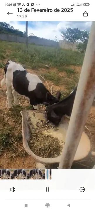 Bezerro iniciando na ração 