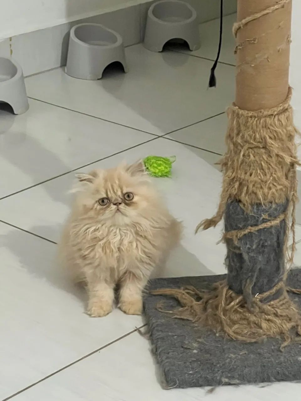 Filhote de Gatinha Persa