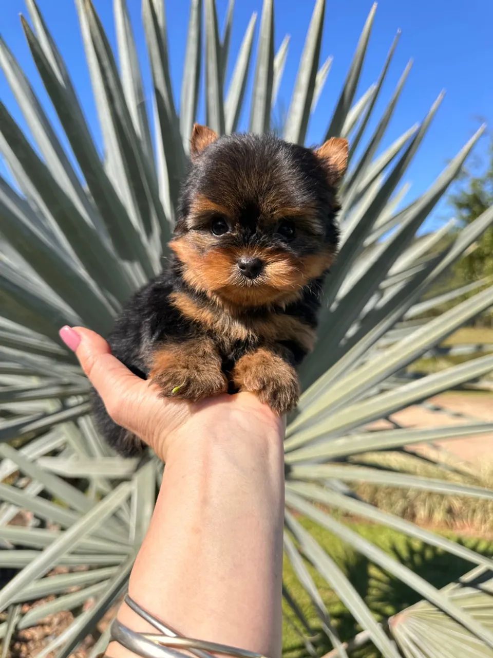 Terrier Filhote Yorkshire Terrier Olx Filhotes De Yorkshire Micro