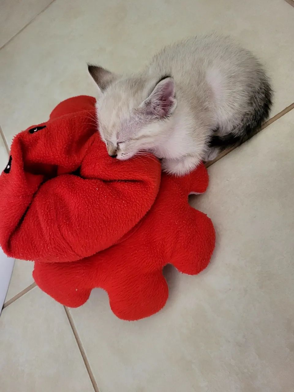 Adoção responsável - Foto 2