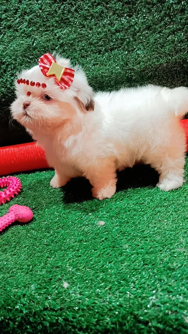 Filhote Shih Tzu fêmea, puro e charmoso! - Foto 3