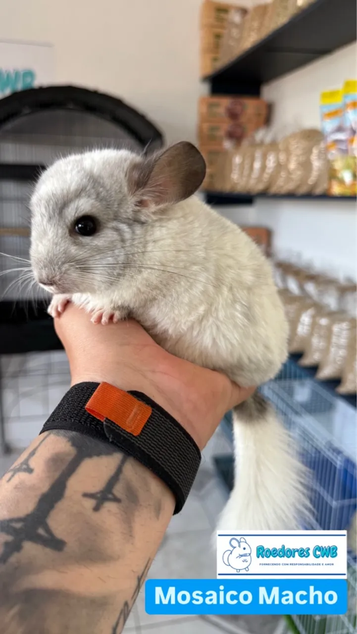 Chinchilas Mansas (Roedores CWB)
