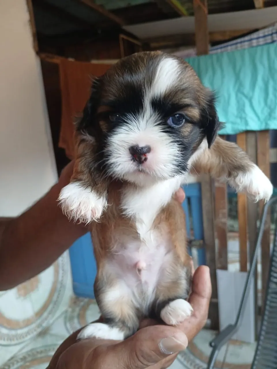Filhote Shih Tzu 2 MACHOS DISPONÍVEL,só restou 2
