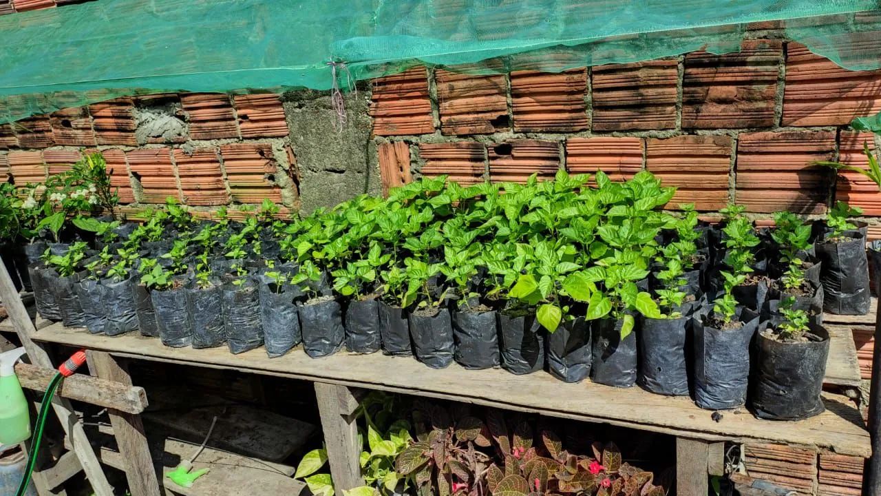 Vendo mudas de  pimenta de cheiro. (3reais a unidade) - Foto 2