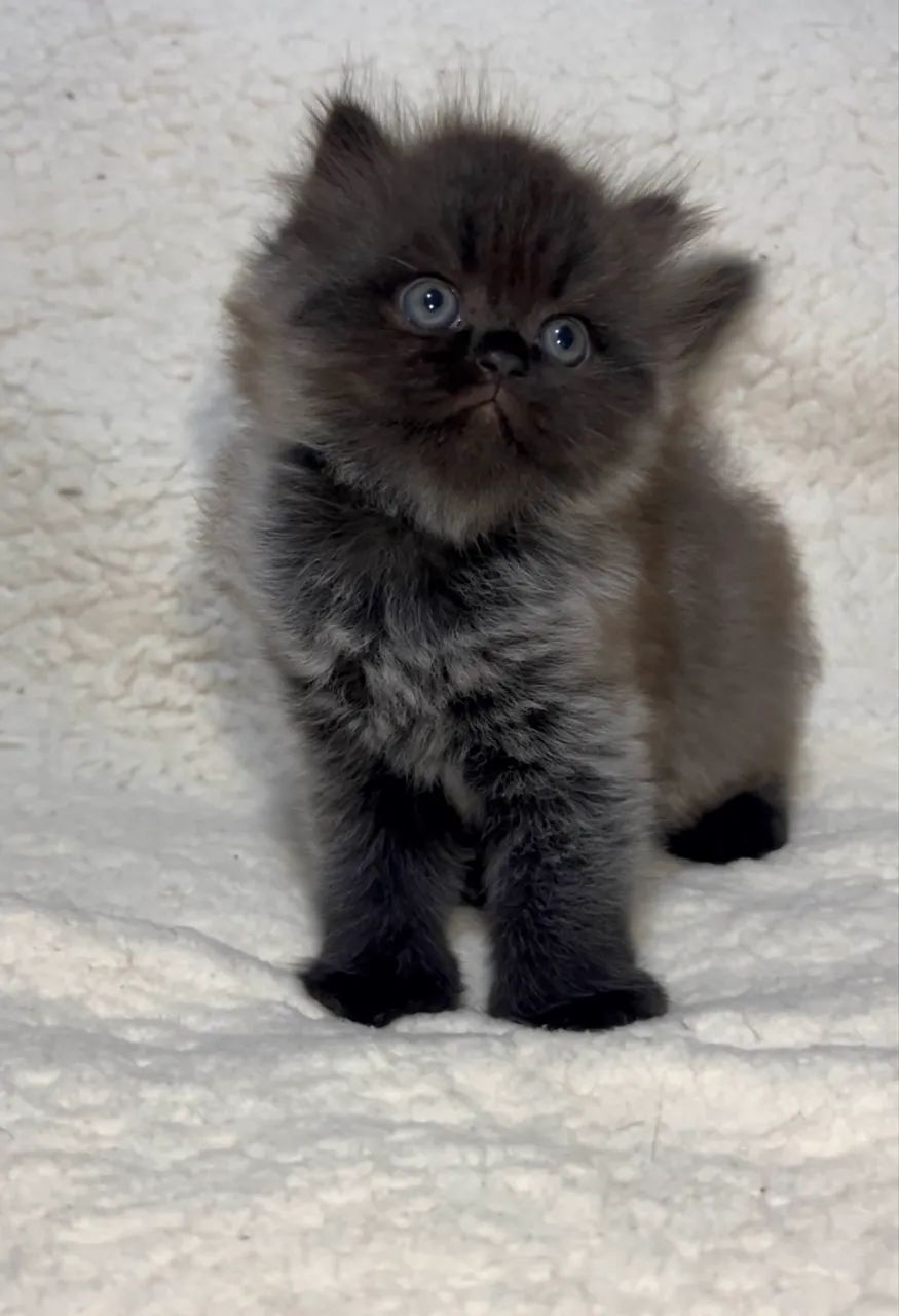 Vendo gatos Persas  - Foto 4