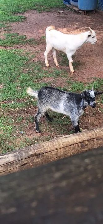 Cabritos Preta e Branca e pampa - Foto 3