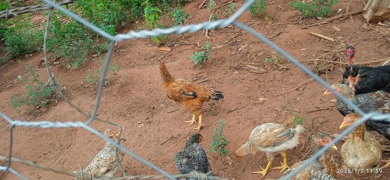 Frangos mestiço índio gigante  - Foto 3