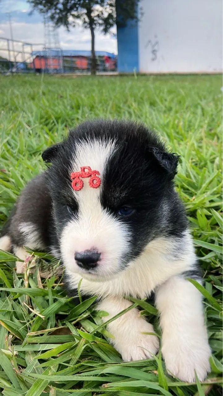 Filhotes de Husky Siberiano pelagem Wooly - Foto 2