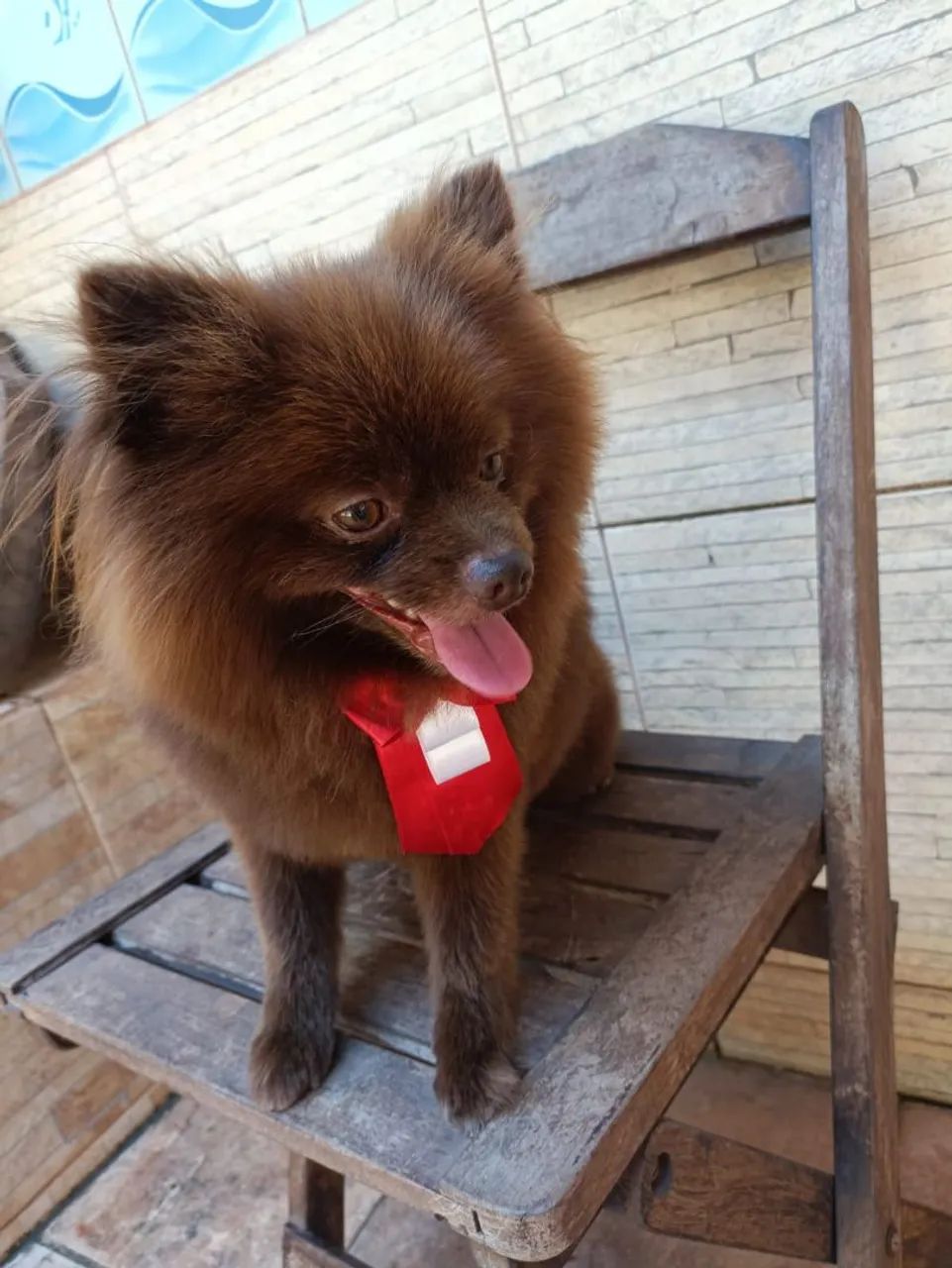 Casal de Spitz Alemão - Foto 4