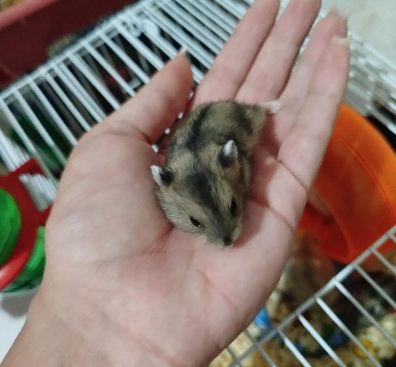 10 HAMSTER ANÃO RUSSO (revenda) - Foto 4