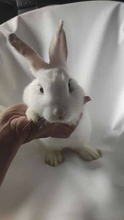 Vendo esses coelhos  - Foto 3