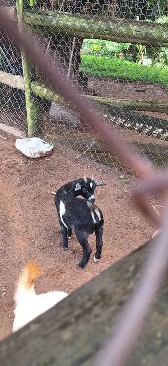 Cabritos Preta e Branca e pampa - Foto 2