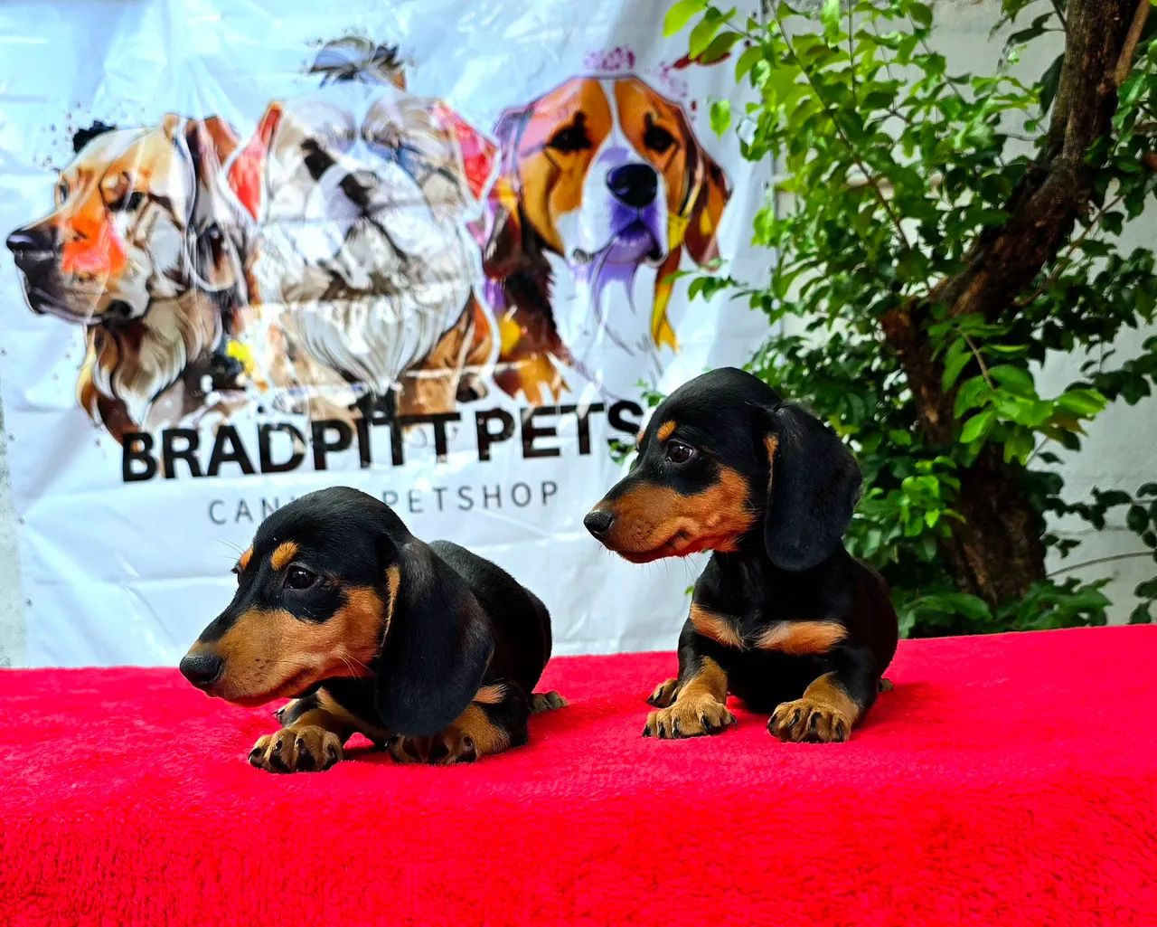 Filhotes MACHOS de Dachshund (Teckel) - @BRADPITTPETS - Foto 5