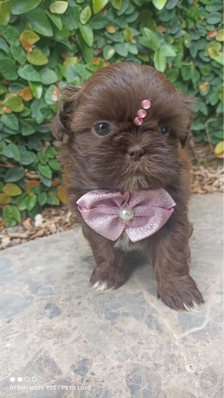 ShihTzu fêmea chocolate